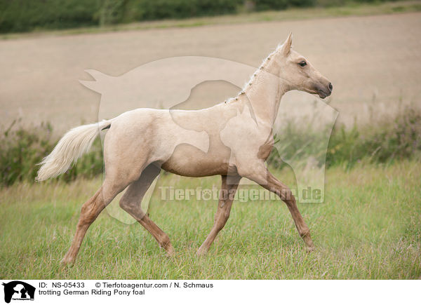 trotting German Riding Pony foal / NS-05433