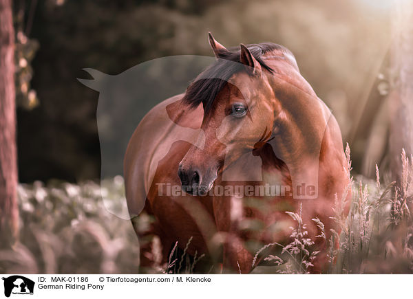 Deutsches Reitpony / German Riding Pony / MAK-01186
