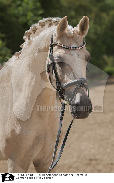 German Riding Pony portrait / NS-06103