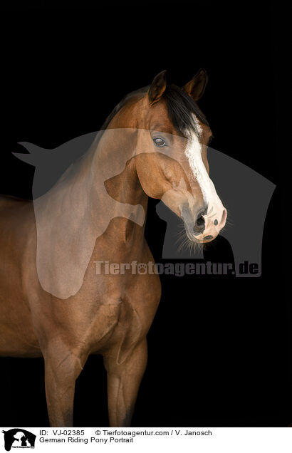 German Riding Pony Portrait / VJ-02385