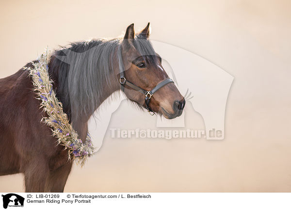 Deutsches Reitpony Portrait / German Riding Pony Portrait / LIB-01269