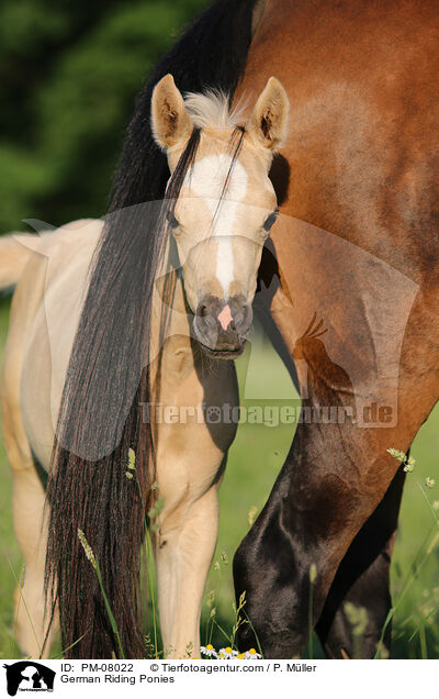 Deutsche Reitponies / German Riding Ponies / PM-08022