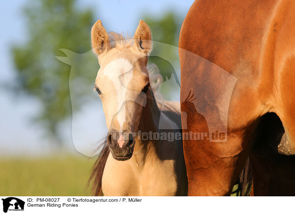 Deutsche Reitponies / German Riding Ponies / PM-08027