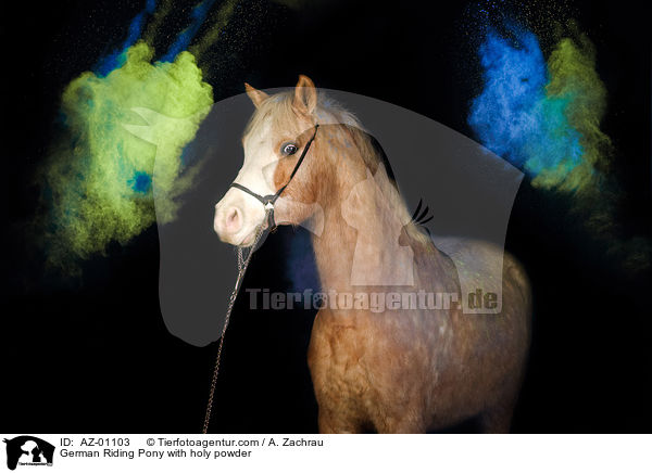 German Riding Pony with holy powder / AZ-01103