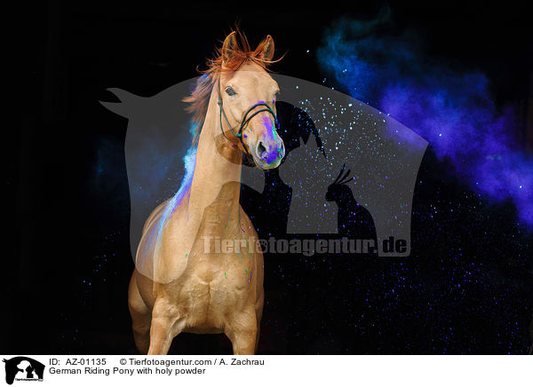 German Riding Pony with holy powder / AZ-01135