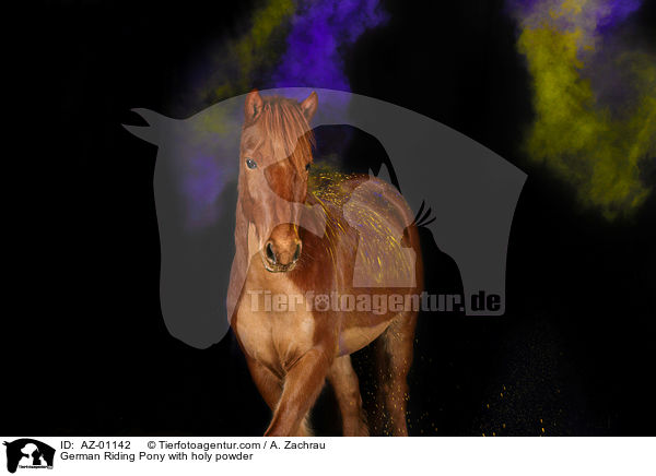 German Riding Pony with holy powder / AZ-01142