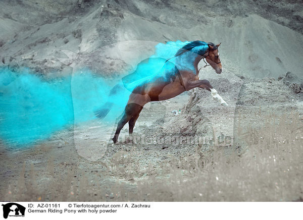 German Riding Pony with holy powder / AZ-01161