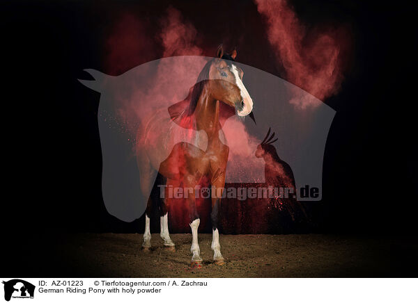 German Riding Pony with holy powder / AZ-01223