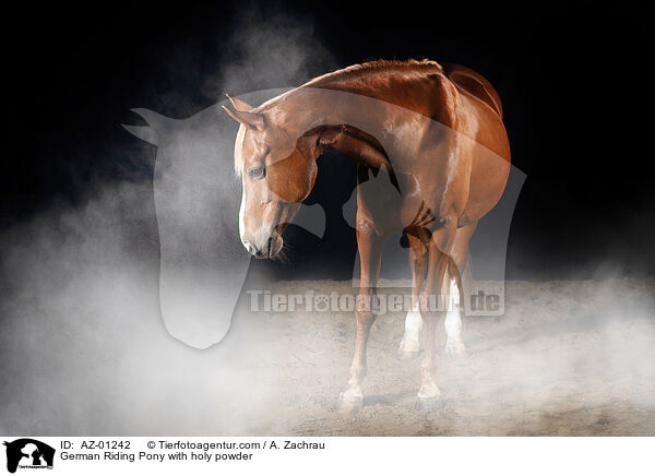 German Riding Pony with holy powder / AZ-01242