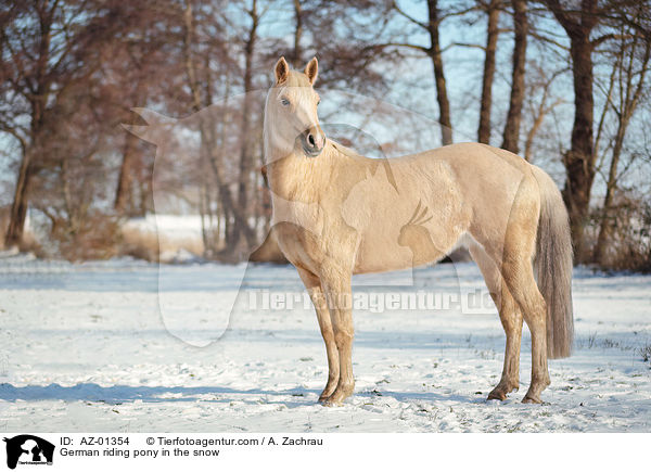 German riding pony in the snow / AZ-01354