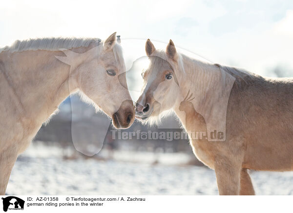 german riding ponies in the winter / AZ-01358