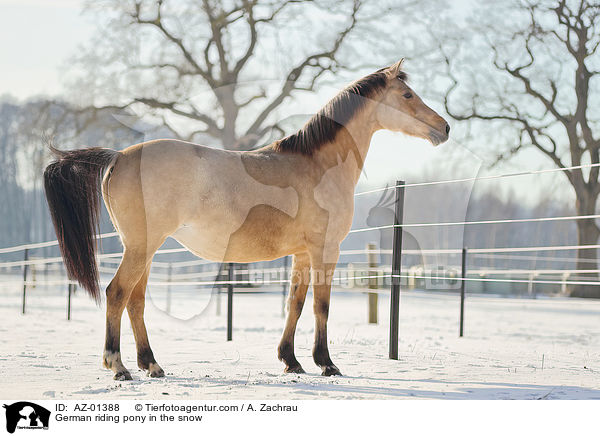 German riding pony in the snow / AZ-01388
