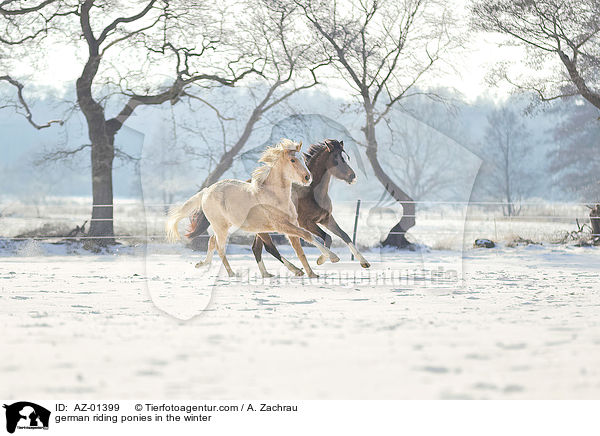 german riding ponies in the winter / AZ-01399