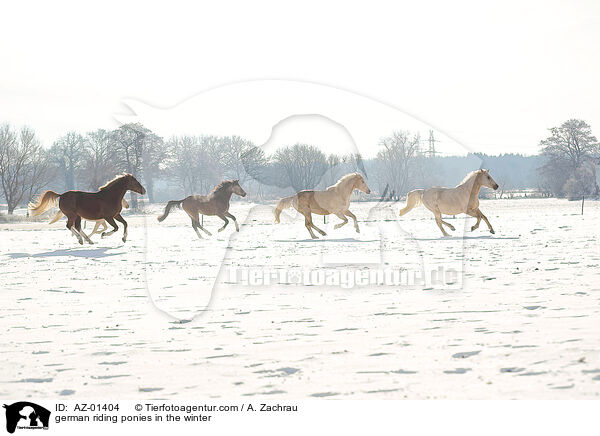 german riding ponies in the winter / AZ-01404