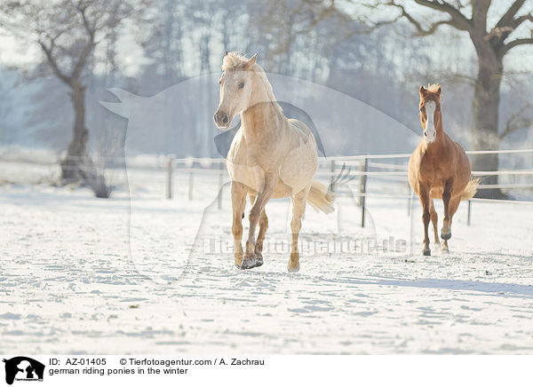 german riding ponies in the winter / AZ-01405