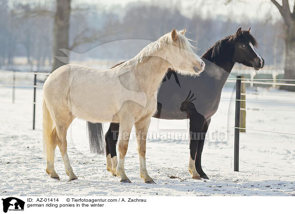 german riding ponies in the winter / AZ-01414