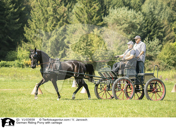 German Riding Pony with carriage / VJ-03658