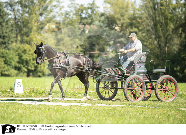 German Riding Pony with carriage / VJ-03659