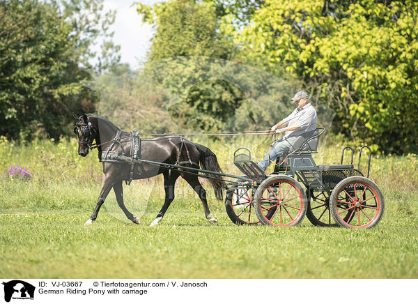 German Riding Pony with carriage / VJ-03667