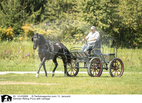 German Riding Pony with carriage / VJ-03669