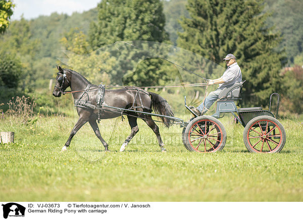 German Riding Pony with carriage / VJ-03673