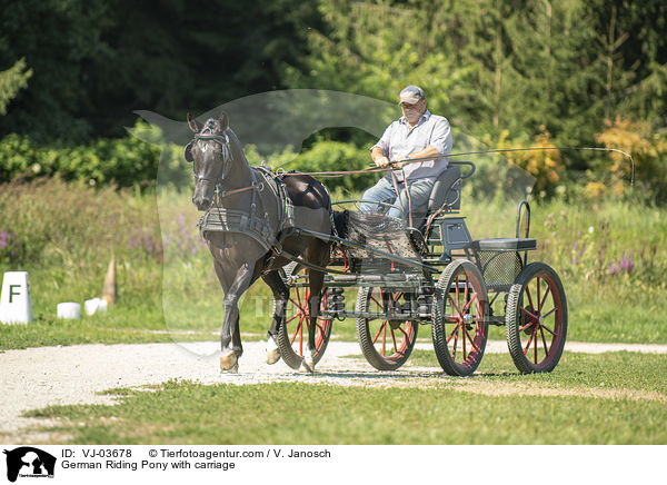 German Riding Pony with carriage / VJ-03678