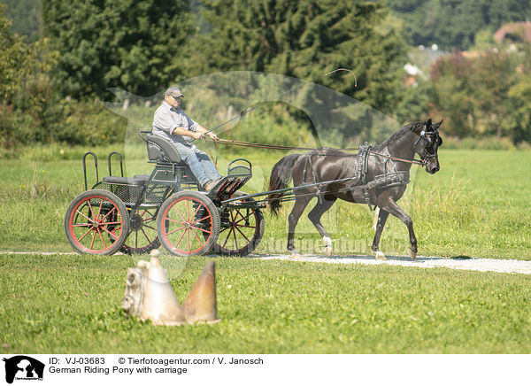 Deutsches Reitpony wird gefahren / German Riding Pony with carriage / VJ-03683