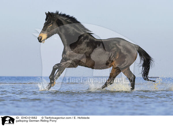 galloping German Riding Pony / EHO-01882