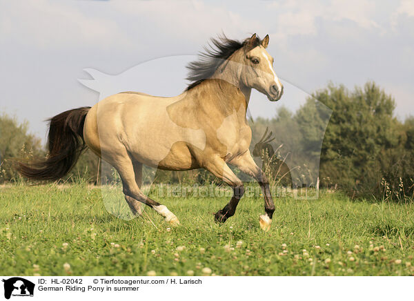 German Riding Pony in summer / HL-02042