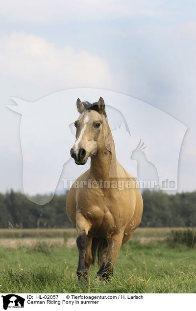 German Riding Pony in summer / HL-02057