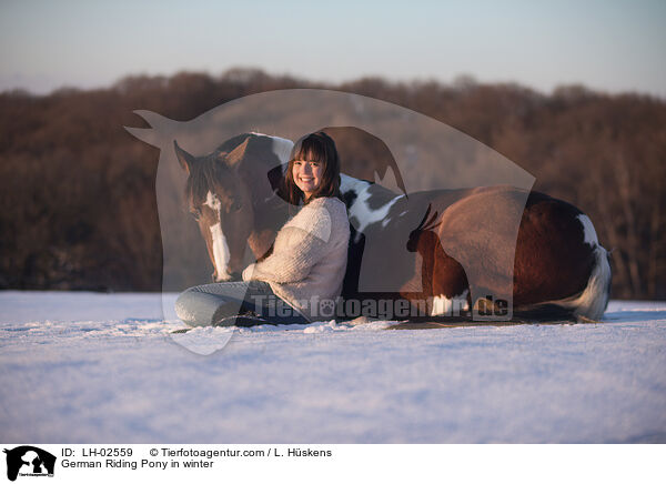 German Riding Pony in winter / LH-02559