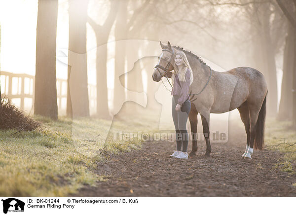 German Riding Pony / BK-01244