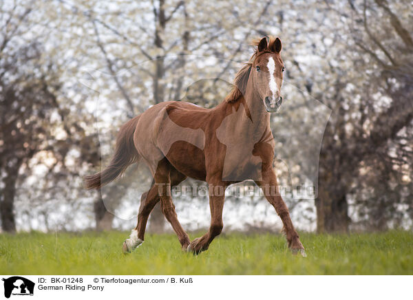 German Riding Pony / BK-01248
