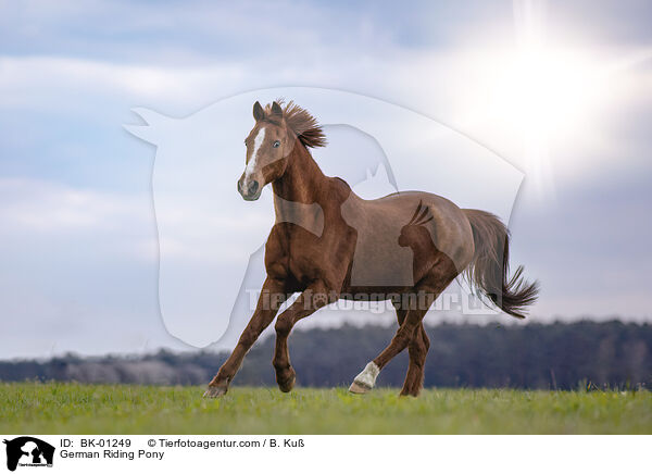 German Riding Pony / BK-01249