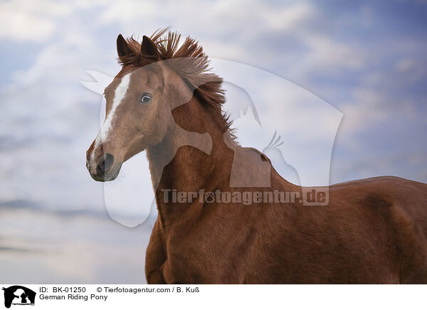 German Riding Pony / BK-01250