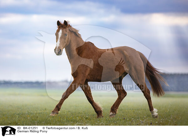 German Riding Pony / BK-01251
