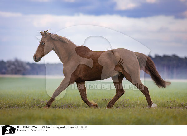 German Riding Pony / BK-01252