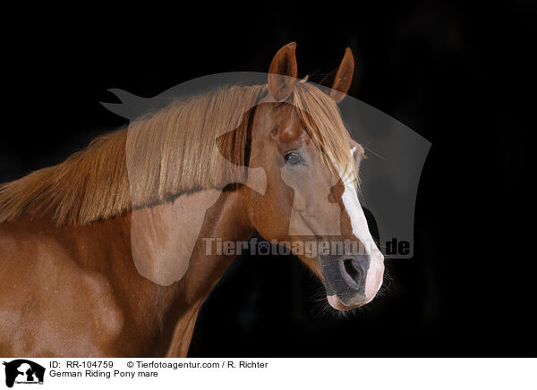 German Riding Pony mare / RR-104759