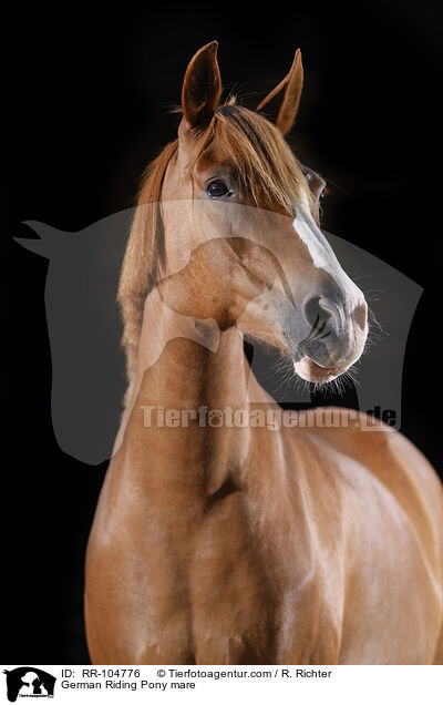 German Riding Pony mare / RR-104776