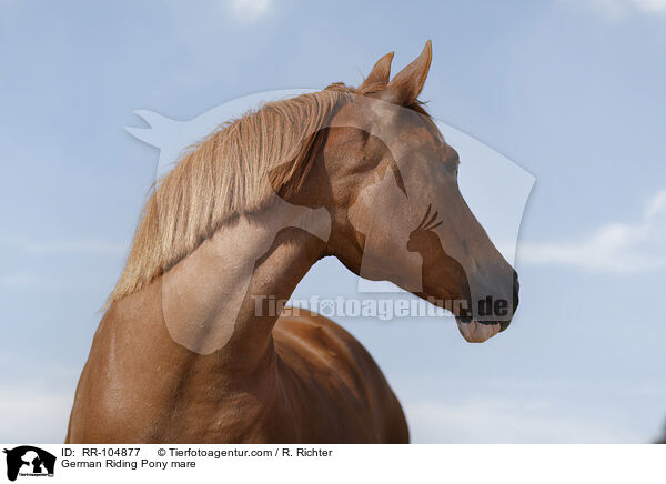 German Riding Pony mare / RR-104877