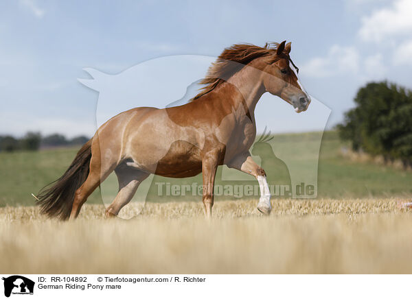 German Riding Pony mare / RR-104892
