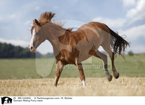 German Riding Pony mare / RR-104909