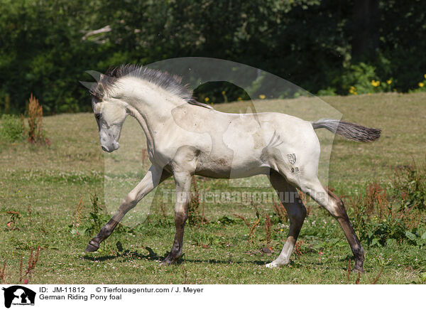 Deutsches Reitpony Fohlen / German Riding Pony foal / JM-11812
