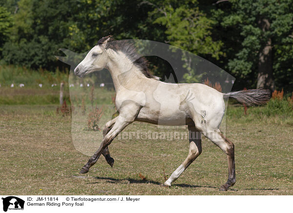German Riding Pony foal / JM-11814