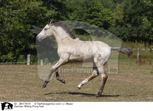 Deutsches Reitpony Fohlen / German Riding Pony foal / JM-11815