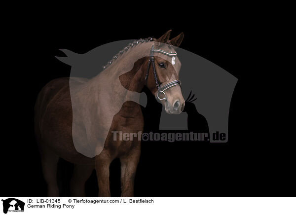 German Riding Pony / LIB-01345