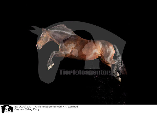 German Riding Pony / AZ-01630