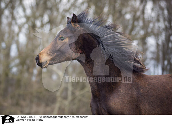 German Riding Pony / MM-01903