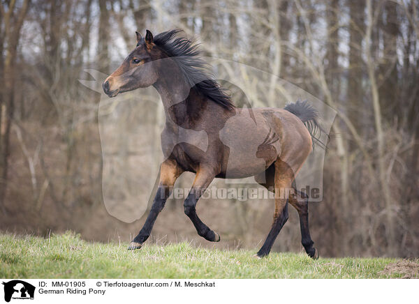 German Riding Pony / MM-01905