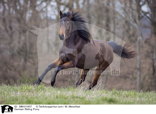 Deutsches Reitpony / German Riding Pony / MM-01907
